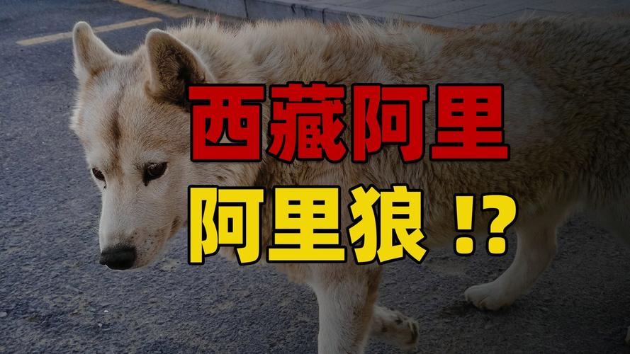 西藏自驾遭两狼夹击