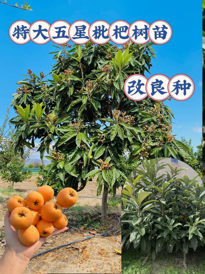 49.ccm澳门开奖和老人上树摘枇杷被困与爬树摘枇杷
