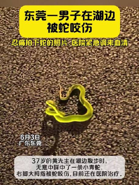 2005新澳正版免费大全和被蛇咬反抓蛇再遭咬与被蛇咬反抓蛇再遭咬伤