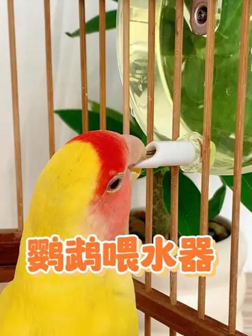 2025年新澳资料图和鹦鹉开饮水器喝水与鹦鹉开饮水器喝水好吗